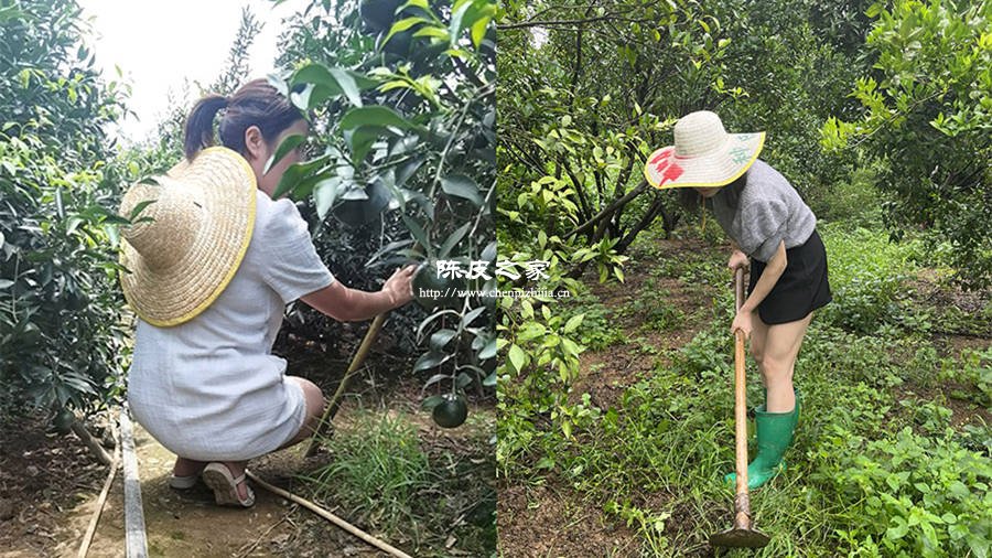 小紅家陳皮是正宗新會陳皮還是作假陳皮？